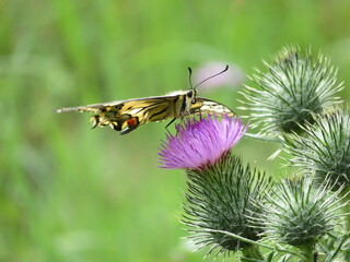 Schwalbenschwanz Schmetterling