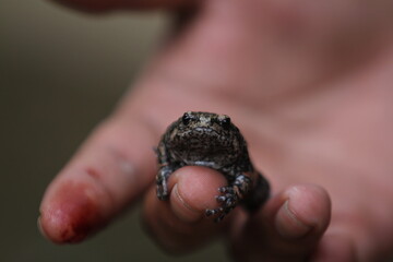 Limnonectes larvaepartus is a species of fanged frog in the family Dicroglossidae endemic to northern and western Sulawesi, Indonesia.