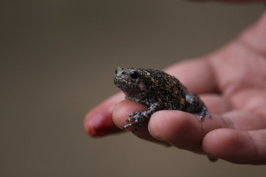 Limnonectes larvaepartus is a species of fanged frog in the family Dicroglossidae endemic to northern and western Sulawesi, Indonesia.