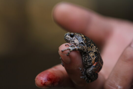 Limnonectes larvaepartus is a species of fanged frog in the family Dicroglossidae endemic to northern and western Sulawesi, Indonesia.