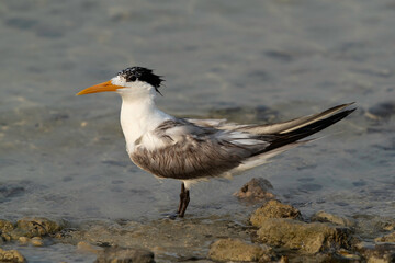 Portrait of a Greater Crested Tern at Busaiteen coast, Bahrain