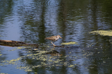 Spotted Sandpiper