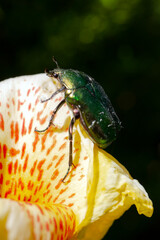 scarabeo verde cetonia aurata su fiore macro