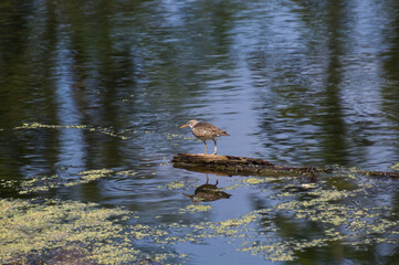 Spotted Sandpiper