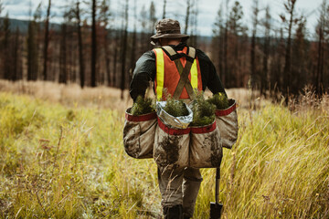 Forest ranger with bag full of pine seedlings for reforestation - obrazy, fototapety, plakaty