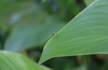 Tiny Condylostylus flies on plant leaf. Condylostylus is a genus of flies in the family...