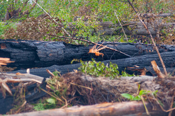 fire in the forest
