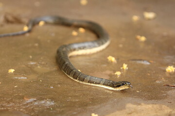Cerberus rynchops, also known as the New Guinea bockadam, South Asian bockadam, bockadam snake, or...