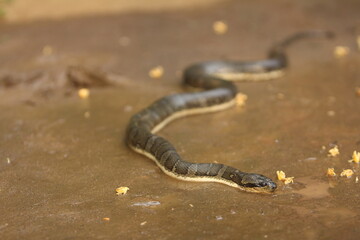 Cerberus rynchops, also known as the New Guinea bockadam, South Asian bockadam, bockadam snake, or dog-faced water snake, is a mildly venomous species of a snake