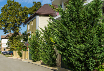 Fototapeta na wymiar Lush vibrant green foliage of branches cupressocyparis Leylandii. Evergreens grow in narrow streets of Olginka village, where hotels and houses are located.