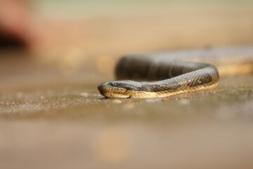 Fototapeta premium Cerberus rynchops, also known as the New Guinea bockadam, South Asian bockadam, bockadam snake, or dog-faced water snake, is a mildly venomous species of a snake