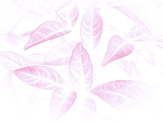 Beautiful abstract color pink flowers on white background and white flower frame and pink leaves texture, pink background, colorful graphics banner happy valentine day 