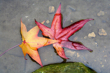 Closeup of two different colored leaves floating in water signifying the coming of the Fall season