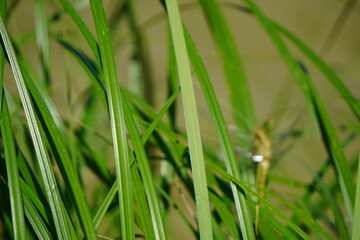 A light green dragonfly is sitting on bright juicy green grass meadow. Close-up photo of beautiful dragonfly.