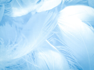 Beautiful abstract colorful blue feathers on white background and soft white feather texture on blue pattern and blue background, feather background, blue banners