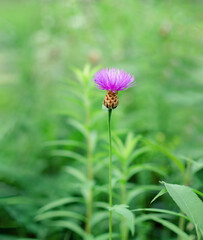 pink flower on a background of green grass, warm summer day