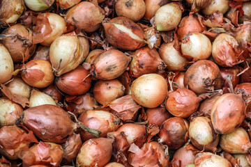 Closer up of onion. Full frame, nobody