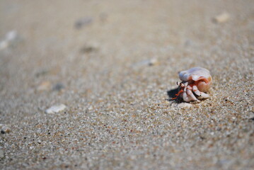 やどかり,ヤドカリ,Hermit crab,Cangrejo ermitaño