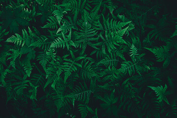Natural ferns pattern. Beautiful background made with green leaves. Natural floral fern background in the dark forest.