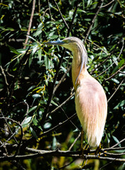 sgarza ciuffetto in caccia