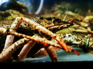 side view. crayfish in a spacious aquarium.
