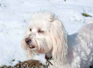 A small white dog of the breed coton de tulear is outside in the winter against the white snow, looking into the distance.