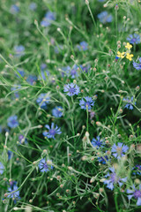 Field of flowering cornflowers, blue flowers of cornflowers. Summer wildflower.