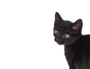 Small black cat isolated on white background.Studio