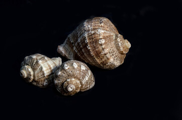 seashells on black background