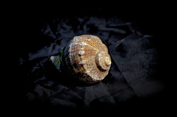 seashells on black background