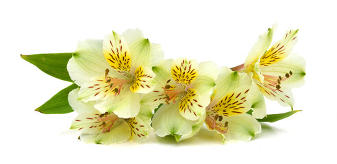 Beautiful alstroemeria lily flowers on white background