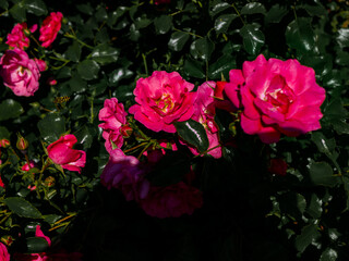 Roses in the botanical garden in Radzionków. Free space for entry ready.