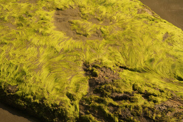 Guaraú beach, Peruibe, Sao Paulo, Brazil