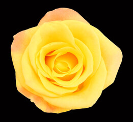 Macro of Perfect Yellow Rose Flow on black background