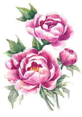  illustration flower peony