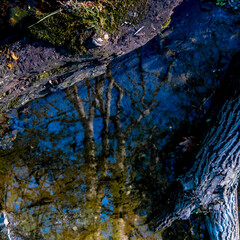 Reflection of forest between logs in the water