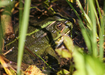 green frog in the grass