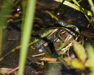 green frog in the grass