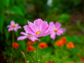 Fototapeta premium pink cosmos flowers