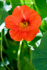 Orange nasturtium flower and foliage background in summer, United Kingdom