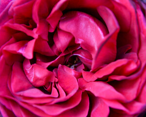 Naklejka premium close up of pink rose
