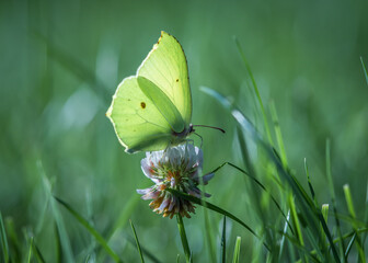 motyl na kwiatku w trawie © Henryk Niestrój