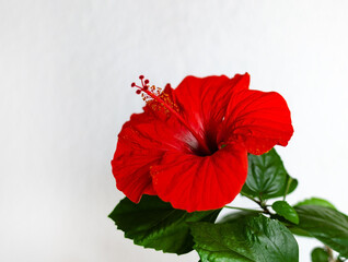 hibiscus, flower with stamens and pistil