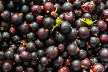 Natural organic black currant background with variety of ripe berries gathered in extreme macro closeup.