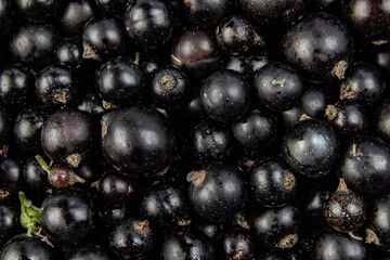 Natural organic black currant background with variety of ripe berries gathered in extreme macro closeup.
