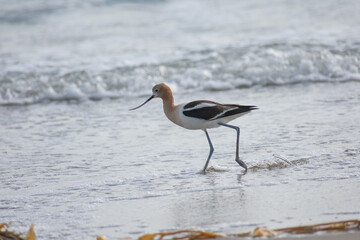 American Avocet Bird