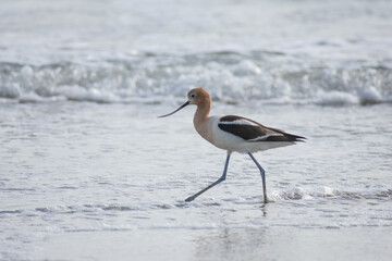 American Avocet Bird