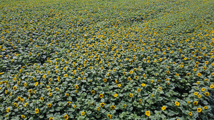 Aerial view of sunflower and sunflower field from a drone perspective.