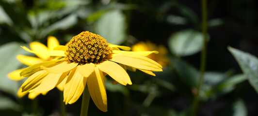Image of beautiful flowers in the park close-up. Bright flowers in a summer park.