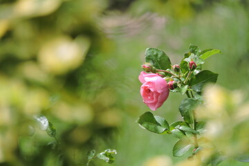 Róża(Rosse)